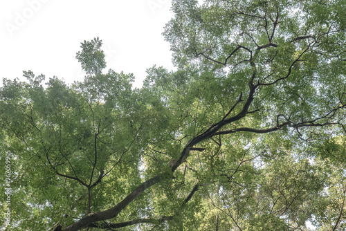 Foto Graceful bough arcs through pale luminous canopy