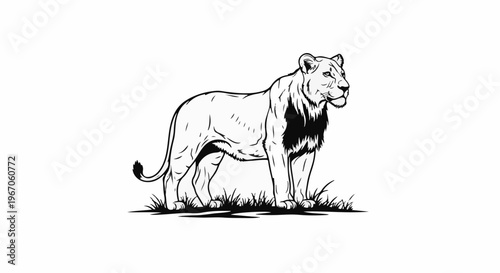 Majestic lioness stands alert amidst sparse grassy terrain, black and white illustration