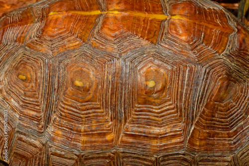 Fotografie Mexican spotted wood turtle, Rhinoclemmys rubida, Carapace scutes