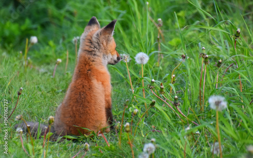 A fox cub comes out of the den, Sainte-Apolline, Québec,  Canada