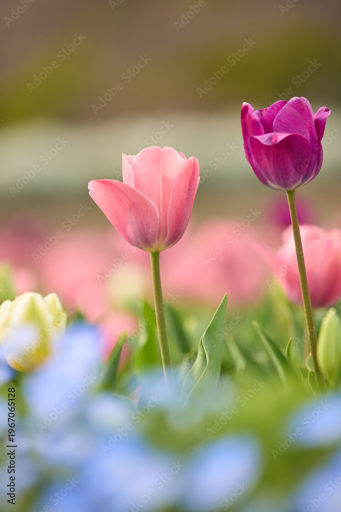 Fototapeta premium Colorful tulips blooming in spring in Japan