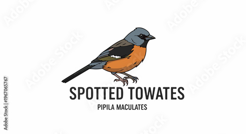 Illustration of a colorful bird with text identifying it