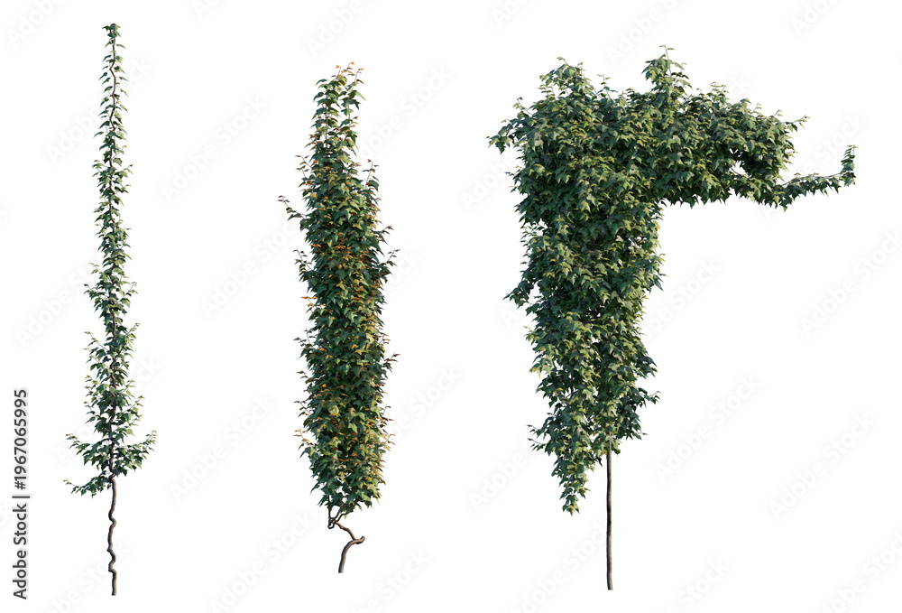 Fototapeta premium english ivy set of vertical climbers (hedera helix, common ivy, european ivy) isolated PNG on a transparent background premium nature cutout