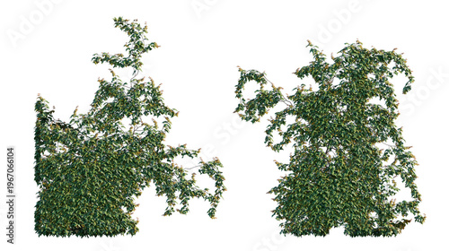 english ivy set of vertical climbers (hedera helix, common ivy, european ivy) isolated PNG on a transparent background premium nature cutout