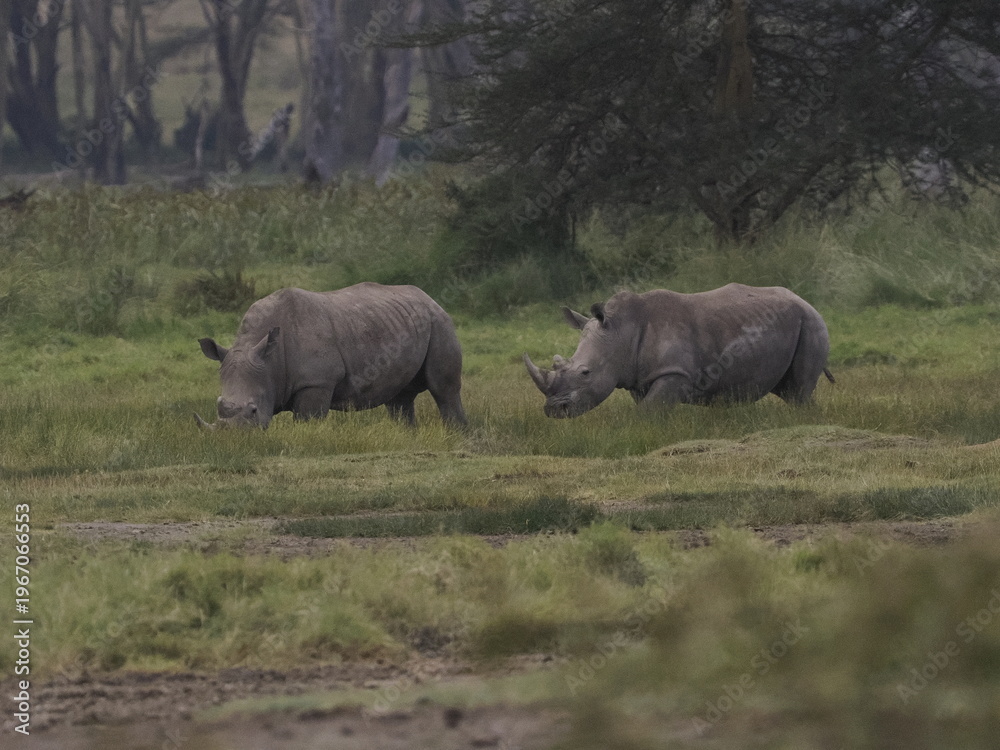 Fototapeta premium A rhinoceros grazing in tall savannah grass with oxpecker birds on its back, illustrating a natural symbiotic relationship in the African ecosystem. 