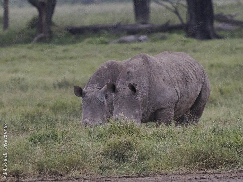 Obraz premium A white rhinoceros walks across dry ground in its natural African habitat. The image highlights the animal’s massive body, thick skin, and iconic horn, symbolizing strength, survival, and wildlife con