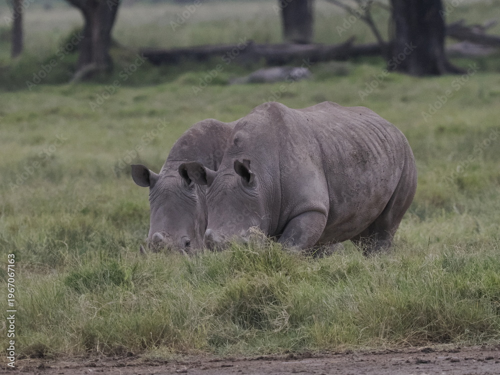Fototapeta premium A white rhinoceros walks across dry ground in its natural African habitat. The image highlights the animal’s massive body, thick skin, and iconic horn, symbolizing strength, survival, and wildlife con