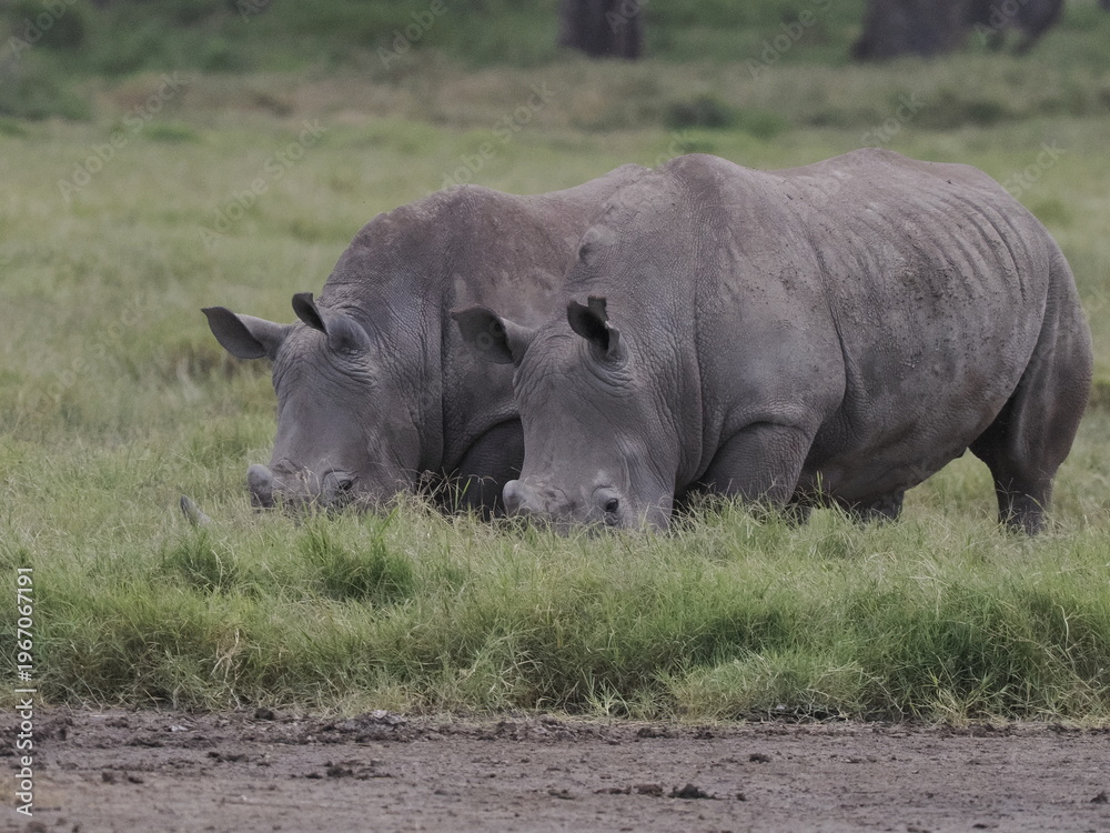 Fototapeta premium A white rhinoceros walks across dry ground in its natural African habitat. The image highlights the animal’s massive body, thick skin, and iconic horn, symbolizing strength, survival, and wildlife con