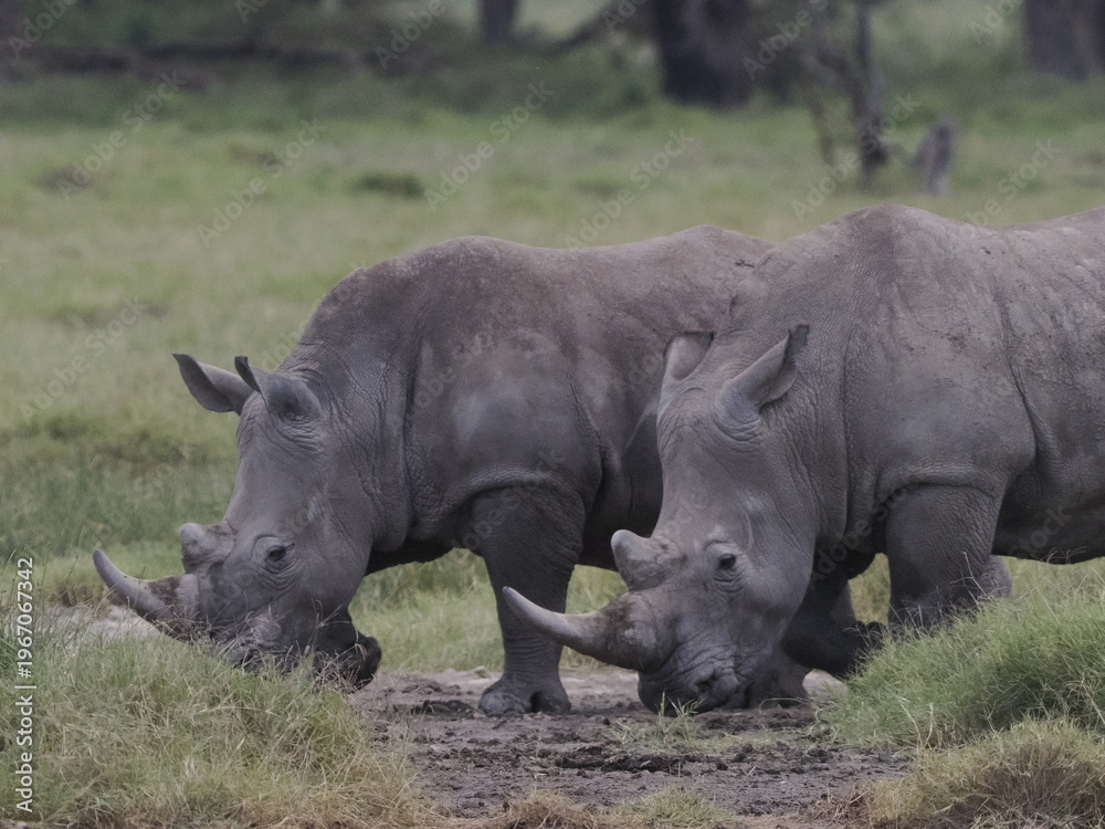 Obraz premium A white rhinoceros walks across dry ground in its natural African habitat. The image highlights the animal’s massive body, thick skin, and iconic horn, symbolizing strength, survival, and wildlife con