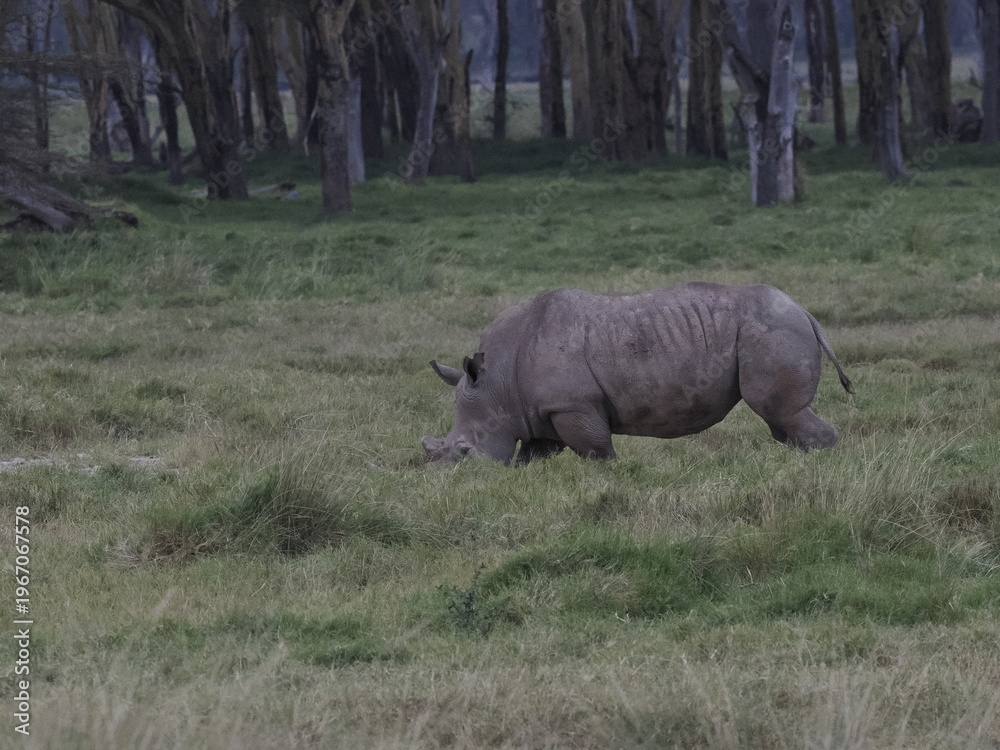 Obraz premium A white rhinoceros walks across dry ground in its natural African habitat. The image highlights the animal’s massive body, thick skin, and iconic horn, symbolizing strength, survival, and wildlife con