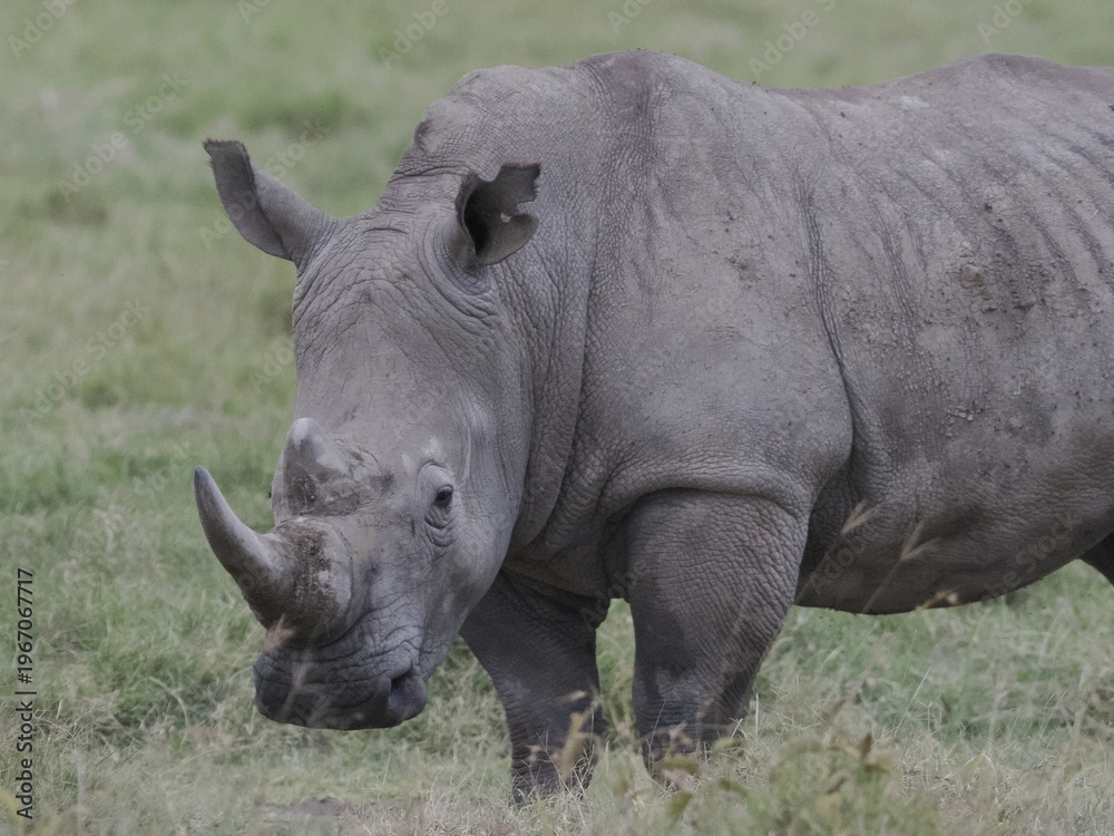 Obraz premium A white rhinoceros walks across dry ground in its natural African habitat. The image highlights the animal’s massive body, thick skin, and iconic horn, symbolizing strength, survival, and wildlife con