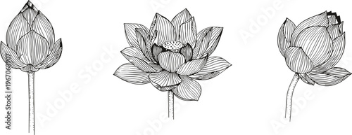 Vector illustration of lotus flowers in line‑art style showing bud, bloom, and partially open stages