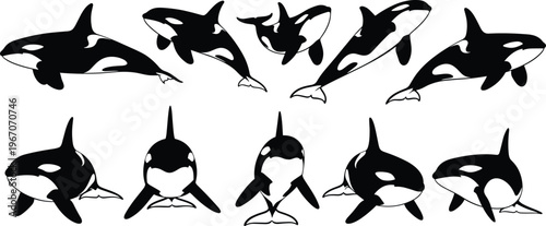 Orca whale silhouette collection, killer whale set, marine mammals, ocean wildlife animals, aquatic poses, underwater creatures, sea life vector