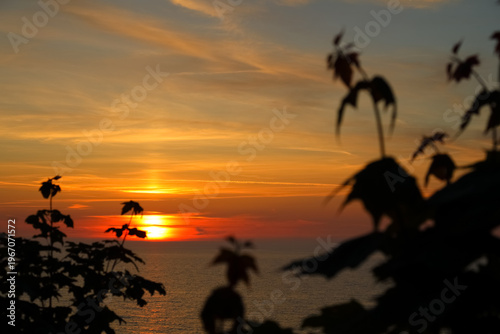The silhouettes of plants are becoming dark as the sun sets over the Baltic Sea