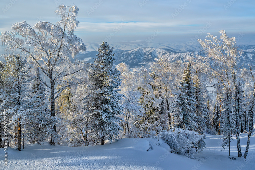 Obraz premium Snowy Forests and Mountain Peaks. Altai Mountains. Travel and Active Tourism. Natural Beauty of Siberia, Russia