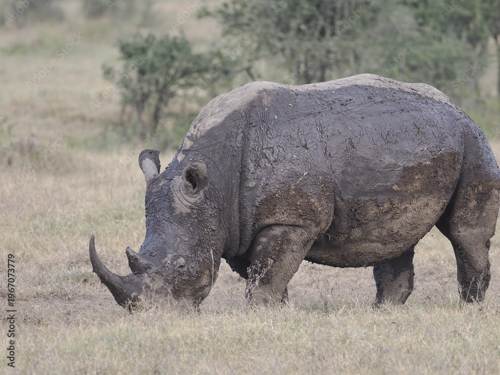 Obraz premium A white rhinoceros walks across dry ground in its natural African habitat. The image highlights the animal’s massive body, thick skin, and iconic horn, symbolizing strength, survival, and wildlife con