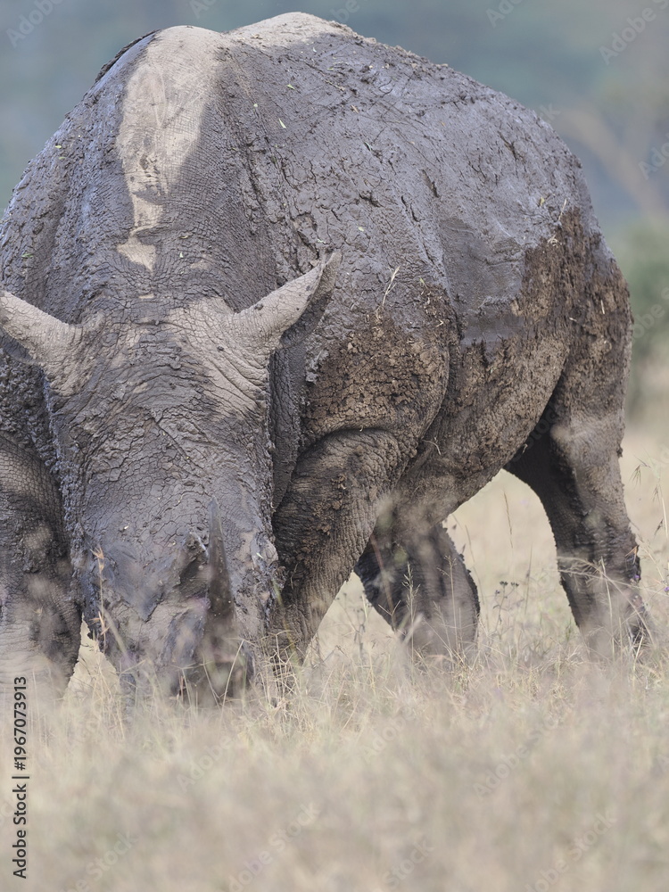 Fototapeta premium A white rhinoceros walks across dry ground in its natural African habitat. The image highlights the animal’s massive body, thick skin, and iconic horn, symbolizing strength, survival, and wildlife con