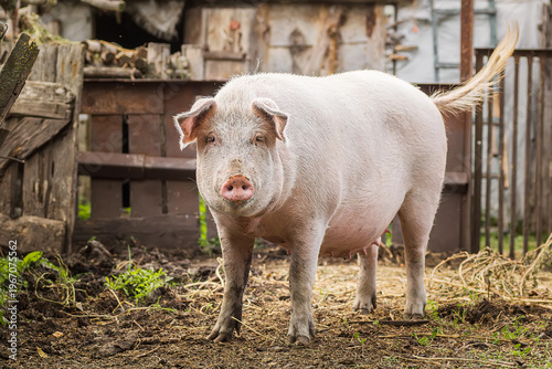 A pig is standing in a pen with hay. It is looking at the camera.
