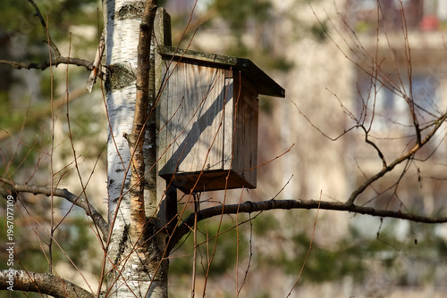Konstfotografi During winter, the birch tree is devoid of leaves, yet as is evident here, a dim