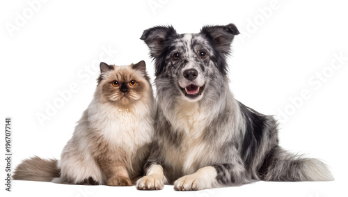 Fluffy Ragdoll cat and a happy Border Collie dog sitting together, isolated on transparent background