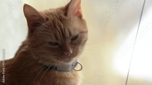 The orange cat looking out the window at the snow.