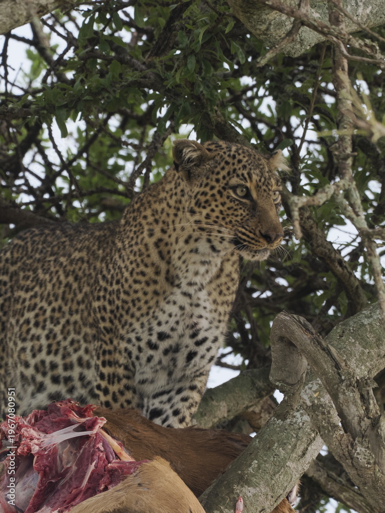 Obraz premium A leopard rests on a tree branch, displaying its distinctive spotted coat and powerful build. The elevated position highlights typical feline behavior in the African wilderness, combining camouflage, 