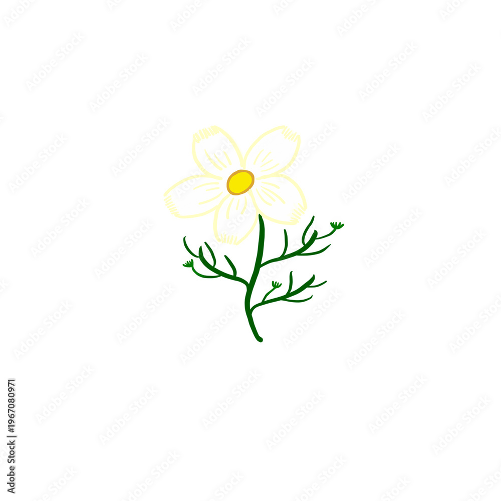 Fototapeta premium white cosmos of autumn