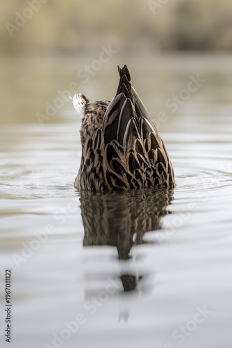Mallard duck dabbling in water with reflection, minimalistic wildlife scene