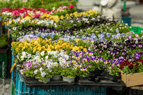 Colorful potted pansies and flowers at city market in Brno
