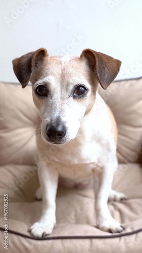 Cute dog elderly Jack Russell terrier sitting on bed sofa eating chewing a piece of apple. Vertical video footage. Adorable pet snacking impatient anticipation
