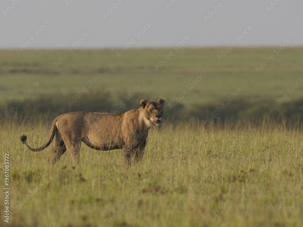 Fototapeta premium A lioness standing alert and facing a warthog in tall savannah grass. The image captures a tense wildlife moment in the African plains, suggesting predator-prey interaction within a natural ecosystem 