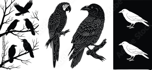 Bird Silhouettes and Detailed Illustrations Set Featuring Crows, Parrots, and Pigeons for Wildlife, Nature, and Ornithology Designs