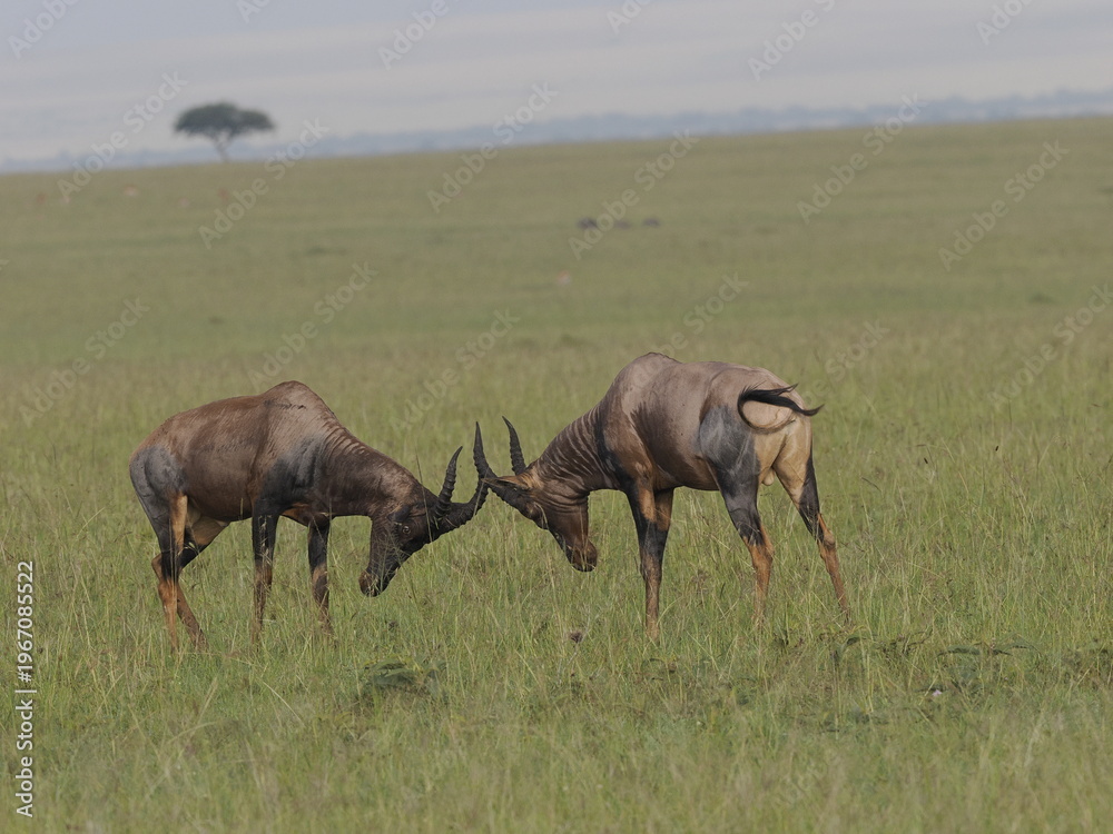 Fototapeta premium Two wildebeest confronting each other in a display of strength in the African savanna. This wildlife scene captures competition, dominance, and natural behavior in a grassland ecosystem, illustrating 