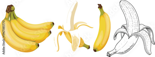Banana Fruit Vector Illustration Set Featuring Bunch Peeled and Hand Drawn Banana Sketch Isolated Tropical Food Collection