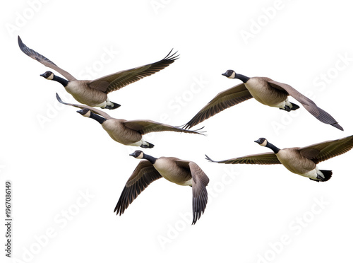 Foto Multiple Canada geese in graceful flight, wings spread wide, captured mid-air, i