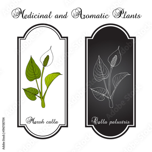 Marsh calla or water-arum (Calla palustris), poisonous and medicinal plant. Hand drawn botanical vector illustration