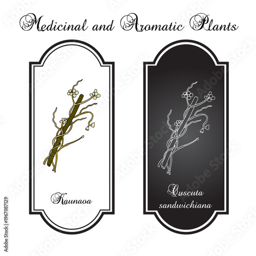 Kaunaoa (Cuscuta sandwichiana), Hawaii Island of Lanai Official Lei Material. Hand drawn botanical vector illustration