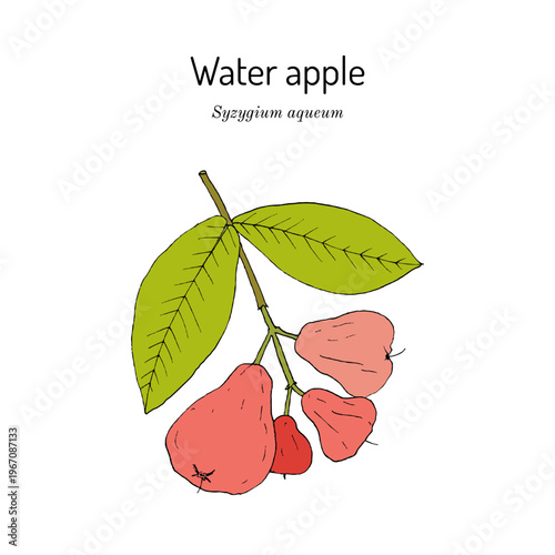 Water apple or bell fruit (Syzygium aqueum), edible and medicinal plant. Hand drawn botanical vector illustration