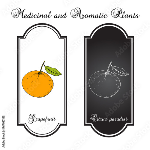 Ripe grapefruit (Citrus × paradisi) with leaf. Hand drawn botanical vector illustration