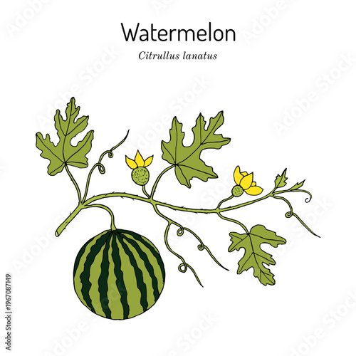 Watermelon (Citrullus lanatus) edible plant with leaves and fruit. Botanical hand drawn vector illustration