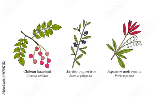 Collection of edible and medicinal plants. Hand drawn botanical vector illustration