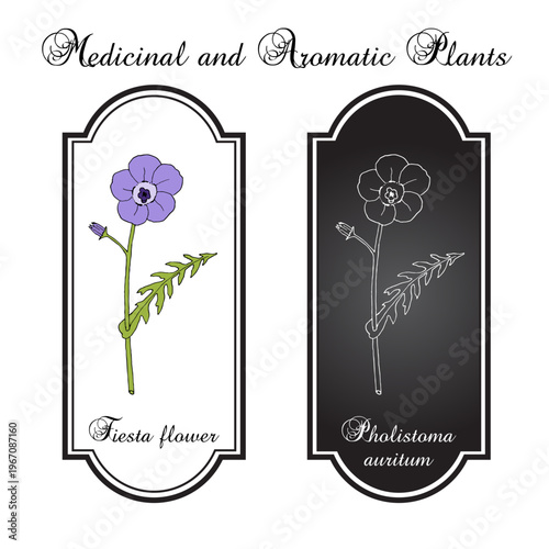 Fiesta flower, or blue fiestaflower (Pholistoma auritum), ornamental plant. Hand drawn botanical vector illustration