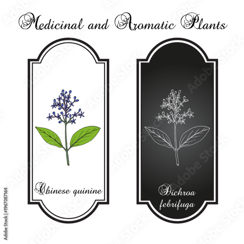 Chinese quinine (Dichroa febrifuga), medicinal plant. Hand drawn botanical vector illustration