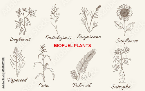 Collection of best biofuel plants. Hand drawn botanical vector illustration