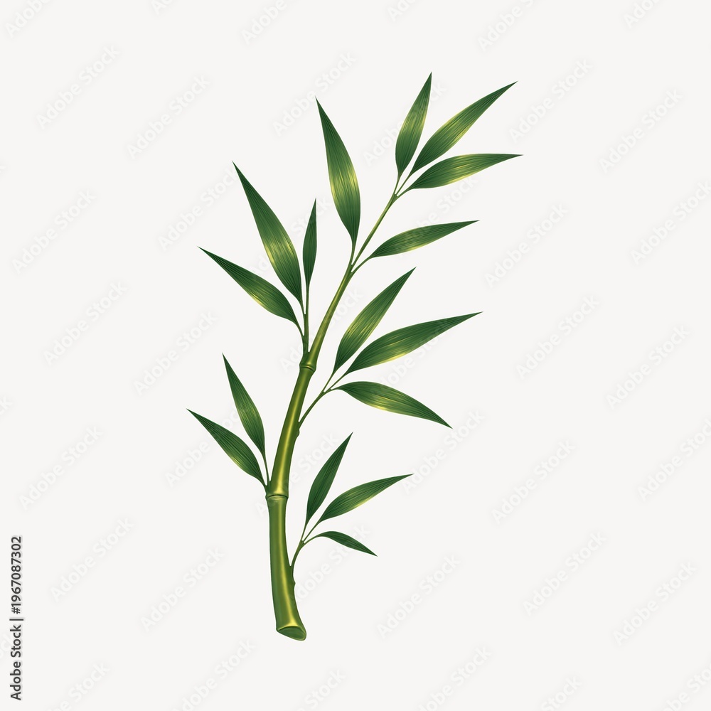 Fototapeta premium Elegant bamboo branch illustration.