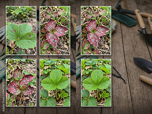 Educational collage showing different stages of strawberry plant health: healthy green leaves versus leaves affected by fungal diseases, leaf spot (Mycosphaerella fragariae),
