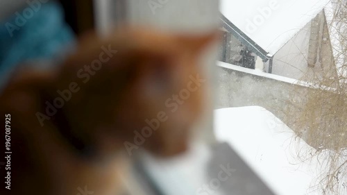 The orange cat looking out the window at the snow.