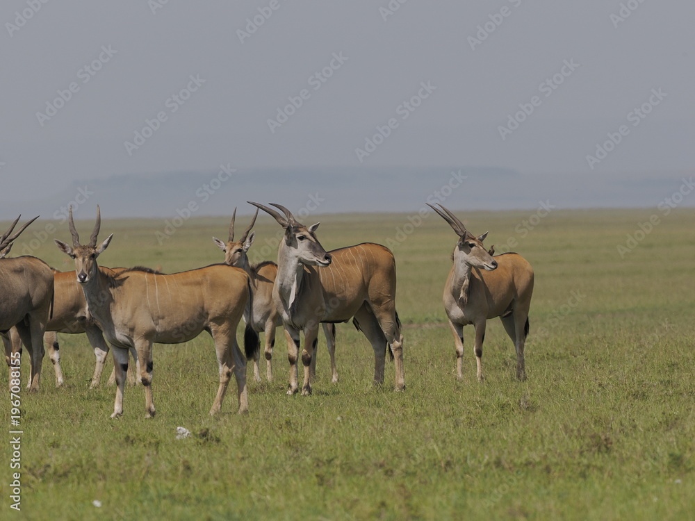 Fototapeta premium A herd of antelopes standing alert in open savanna grassland in Africa. The group behavior reflects vigilance, cooperation, and survival strategies in the wild, highlighting the dynamics of herd anima