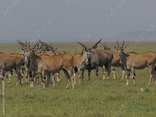 A herd of antelopes standing alert in open savanna grassland in Africa. The group behavior reflects vigilance, cooperation, and survival strategies in the wild, highlighting the dynamics of herd anima