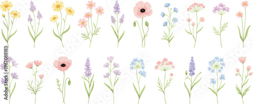 Watercolor Wildflower Botanical Illustration Set